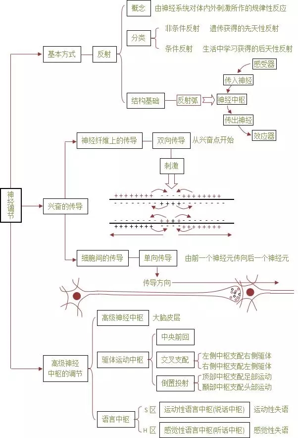 激素,体液,神经调节,久违的知识点又出现啦!