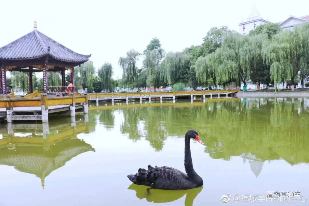 四川大学锦城学院:黑天鹅