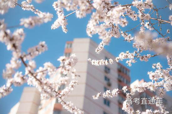 中国人民大学 校园桃花初放 宋欣然/摄