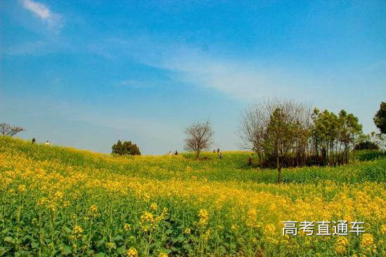 浙江师范大学 浙师大图书馆后的北山坡油菜花盛开 韩岑洋/摄