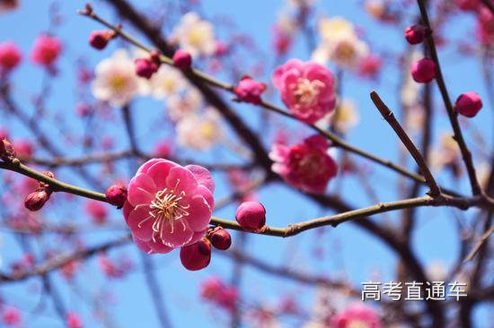 山东大学 一枝独秀 李靖/摄