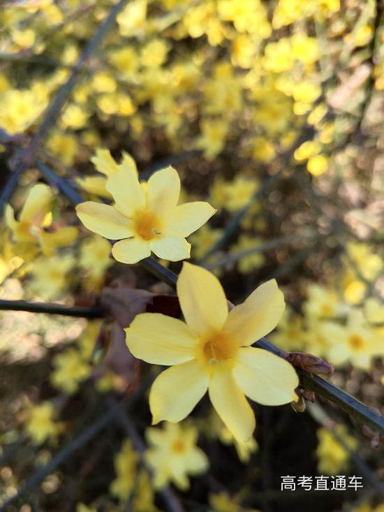 北京工业大学 春到校园 张宇庆/摄