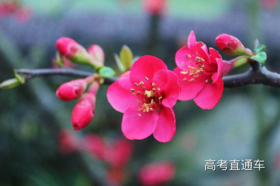 成都工业学院 何花/摄