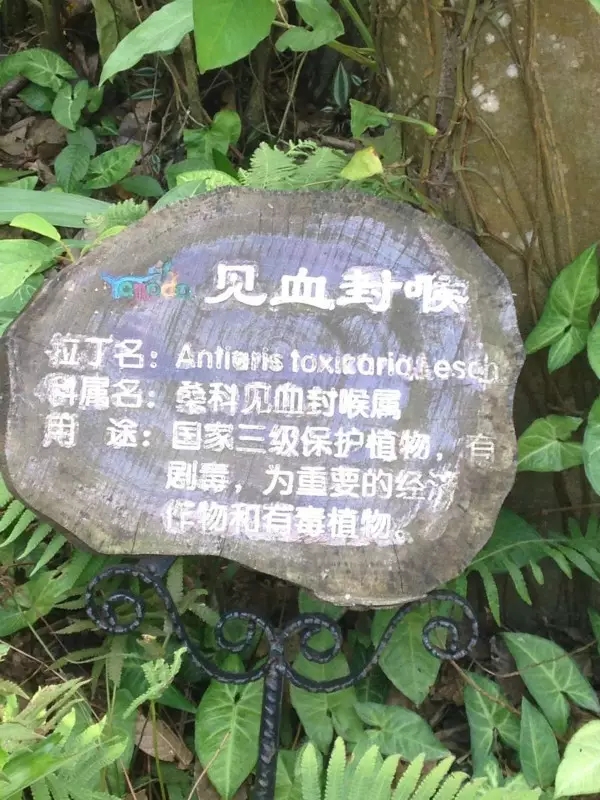 的树就是箭毒木了,因为其强大的毒性,只要人类的血液沾上了一点点毒液