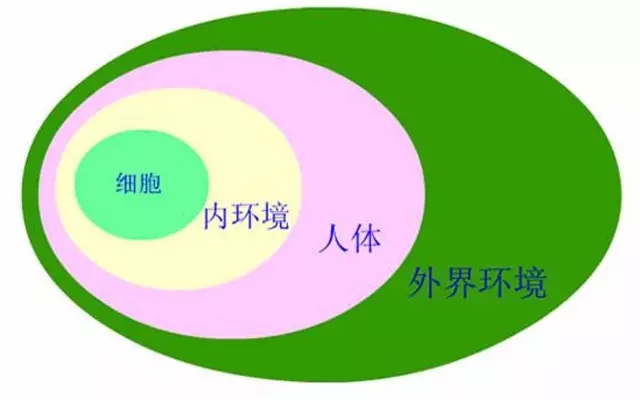 内环境稳态的那点事儿