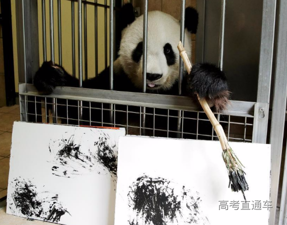 大熊猫阳阳在奥地利动物园内挥毫作画 大熊猫阳阳在奥地利动物园内挥毫作画