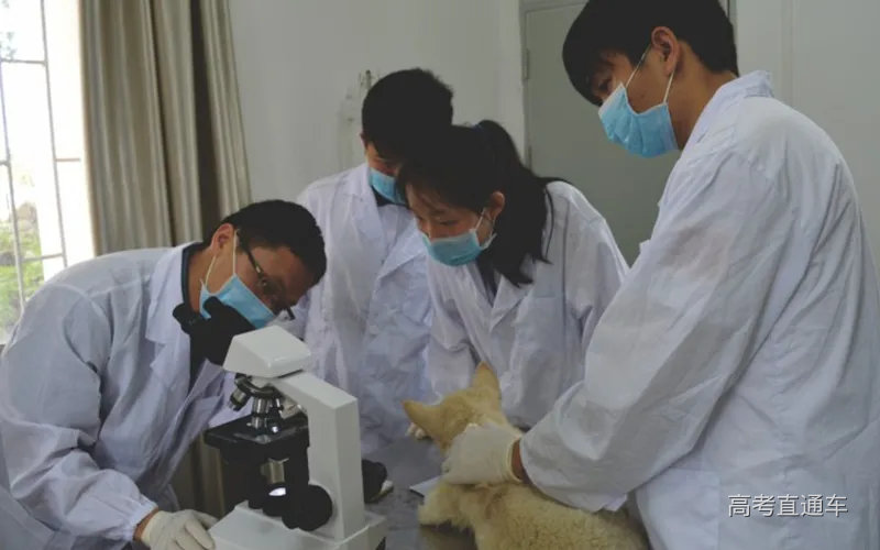 宠物兽医2.jpg 图片