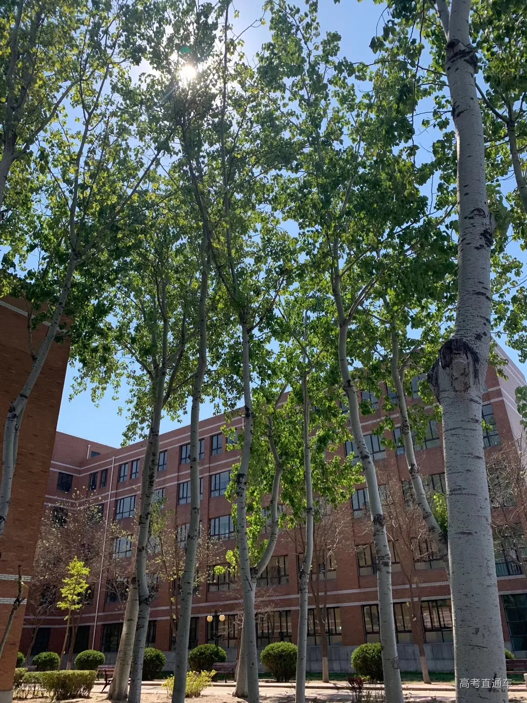 6-2白桦树.jpg 图片