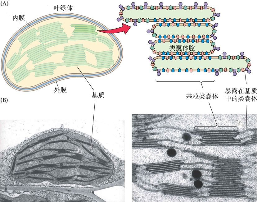 叶绿体的类囊体薄膜图片