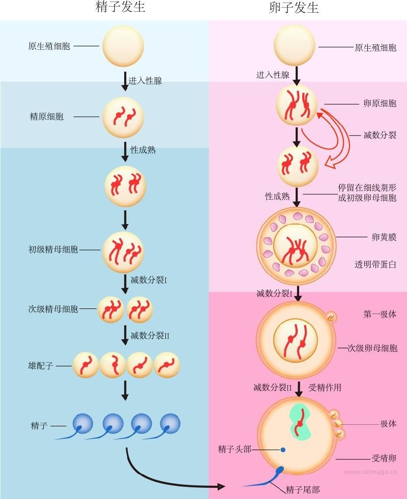 生殖细胞形成过程图解图片