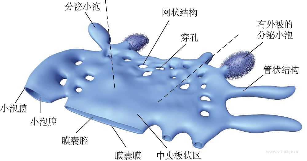 高尔基体的结构示意图图片