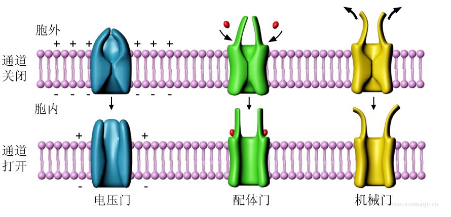 离子通道种类图片