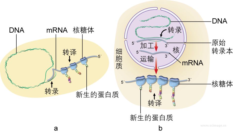 原核生物基因表达图片